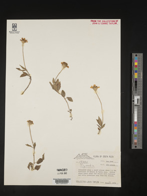 Comaclinium montanum image