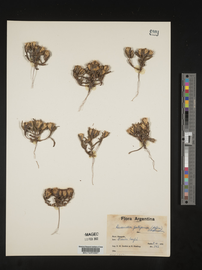 Duseniella patagonica image