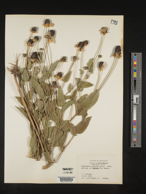 Rudbeckia amplexicaulis image