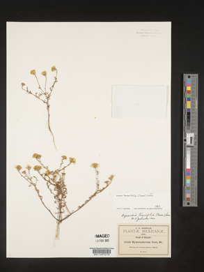 Dyssodia tenuifolia image