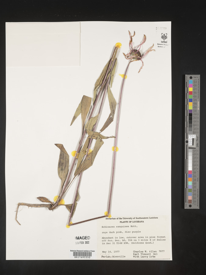 Echinacea sanguinea image