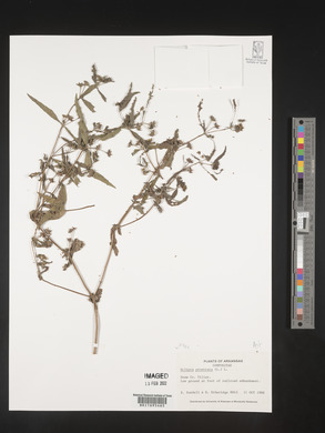 Eclipta prostrata image