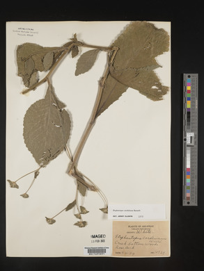 Elephantopus carolinianus image