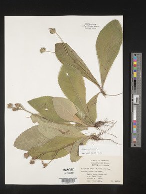 Elephantopus tomentosus image
