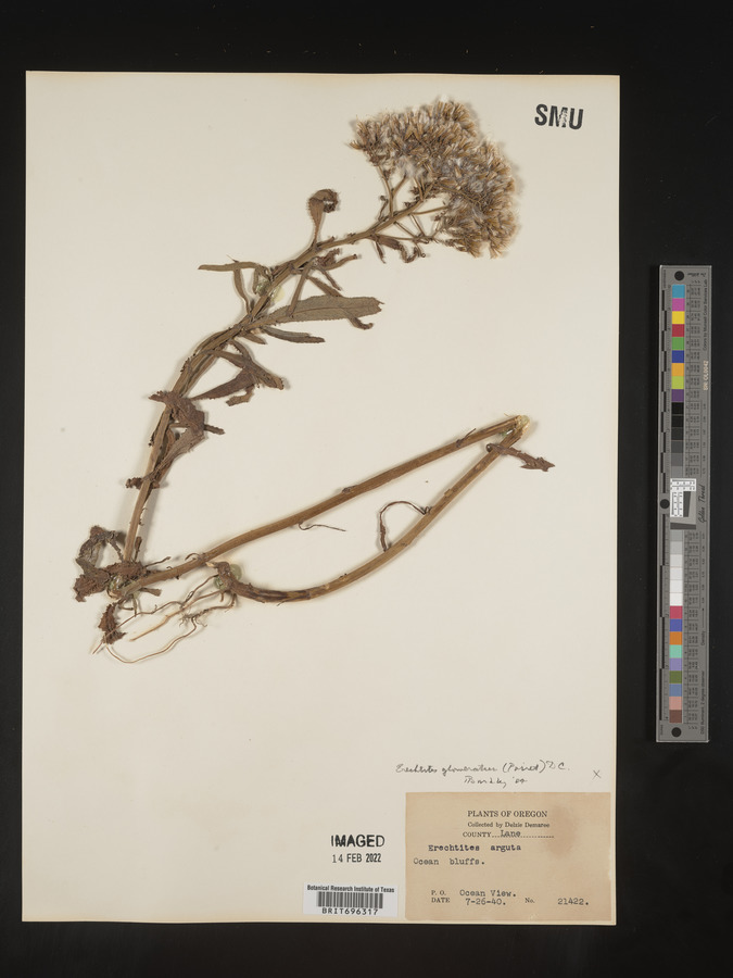 Erechtites glomerata image