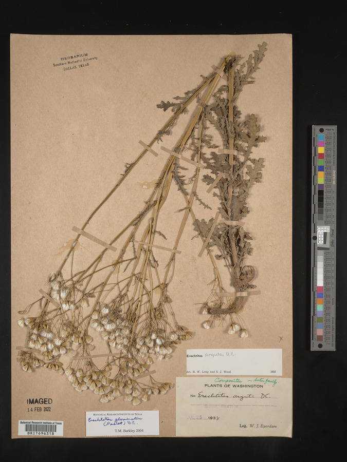 Erechtites glomerata image