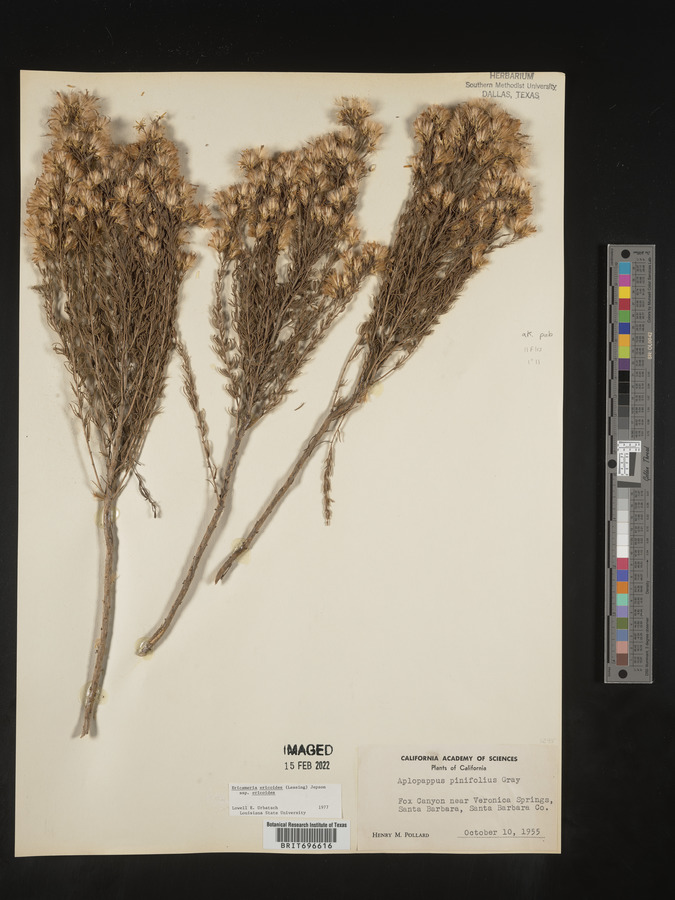 Ericameria ericoides image