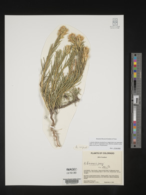 Ericameria parryi image