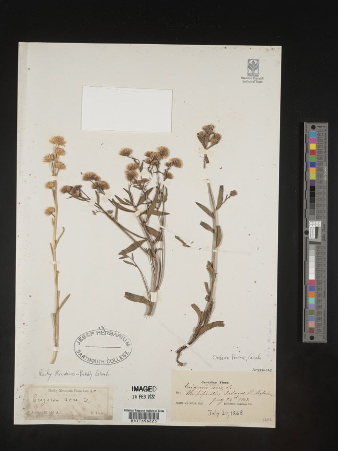 Erigeron acris image