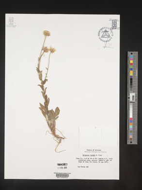Erigeron arizonicus image