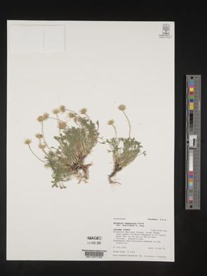 Erigeron compositus image