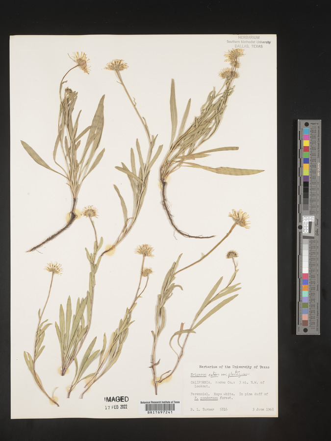 Erigeron eatonii image