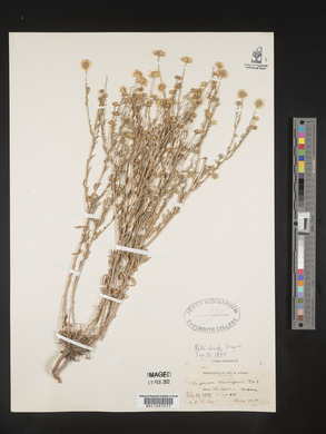Erigeron divergens image