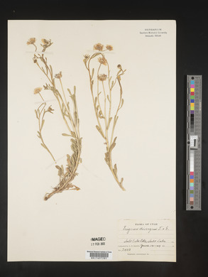 Erigeron divergens image
