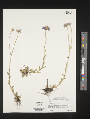 Erigeron formosissimus image