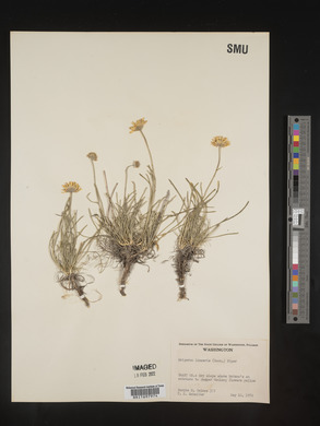 Erigeron linearis image