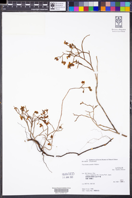 Vaccinium yatabei image