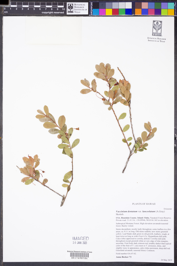 Vaccinium dentatum var. lanceolatum image