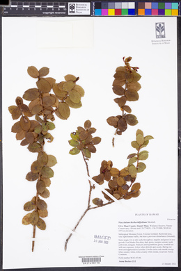 Vaccinium berberidifolium image