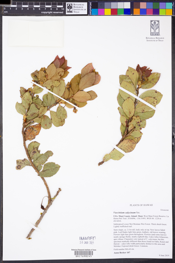 Vaccinium calycinum image