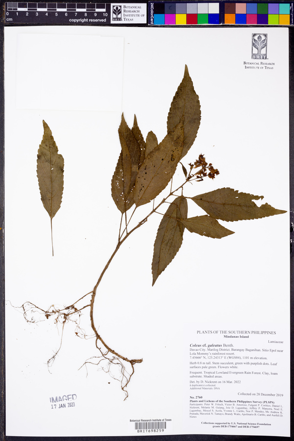 Plectranthus galeatus image