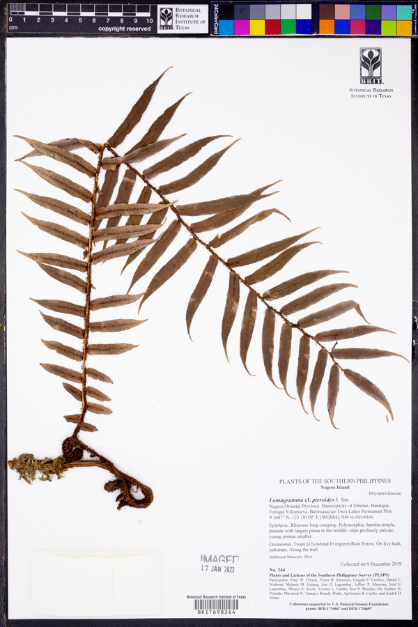 Lomagramma pteroides image