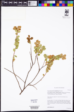 Vaccinium berberidifolium image