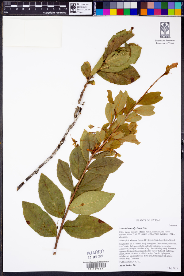 Vaccinium calycinum image