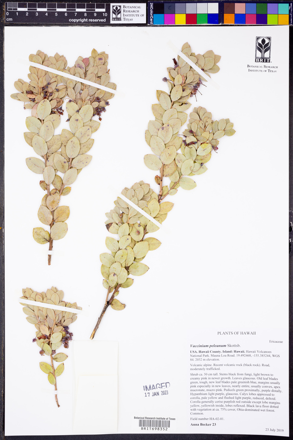 Vaccinium peleanum image