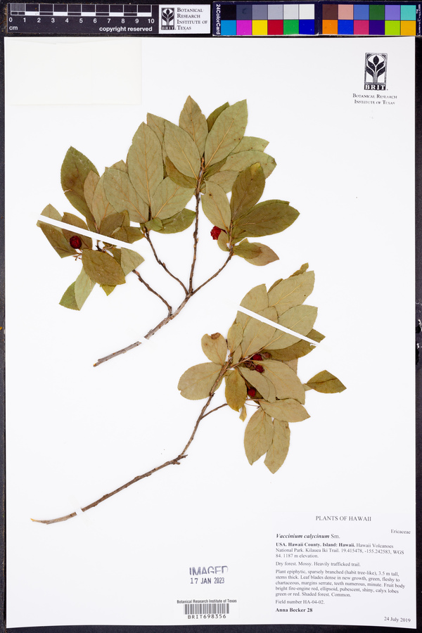 Vaccinium calycinum image