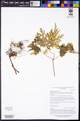 Image of Begonia incisa