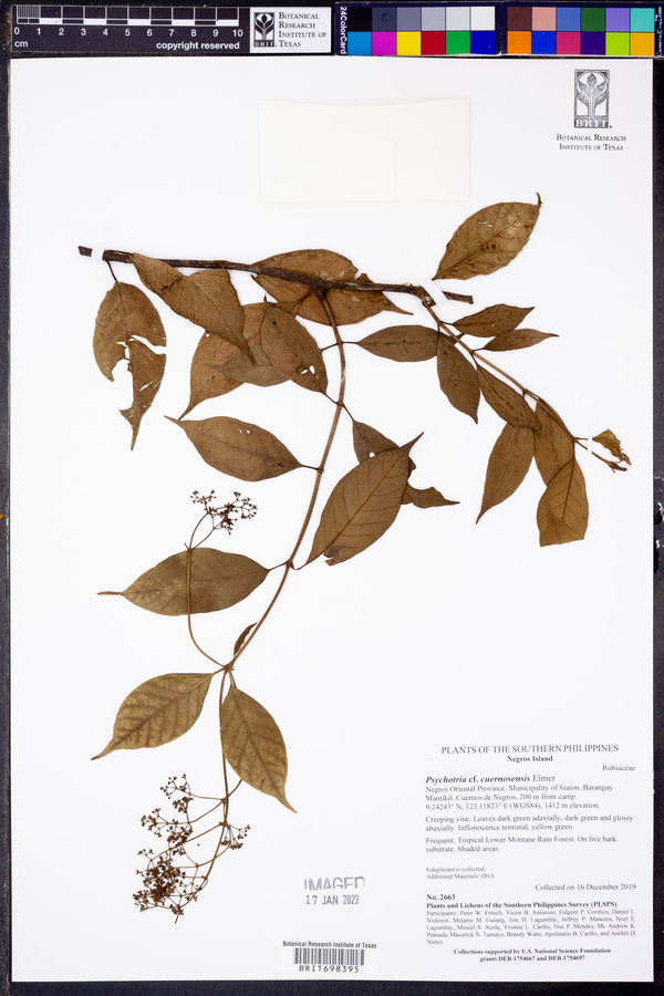 Psychotria cuernosensis image