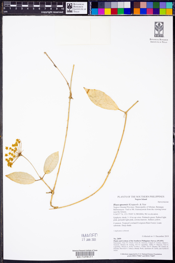 Hoya apoensis image