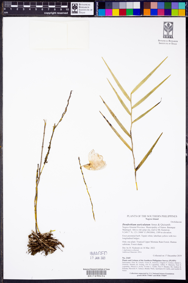 Dendrobium auriculatum image
