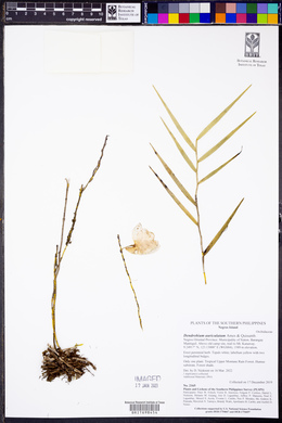 Image of Dendrobium auriculatum
