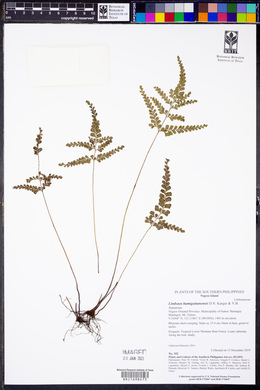 Image of Lindsaea hamiguitanensis
