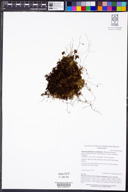 Hymenophyllum acanthoides image