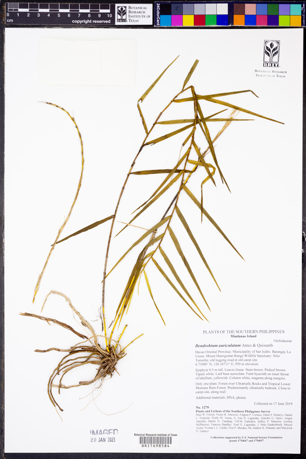 Dendrobium auriculatum image