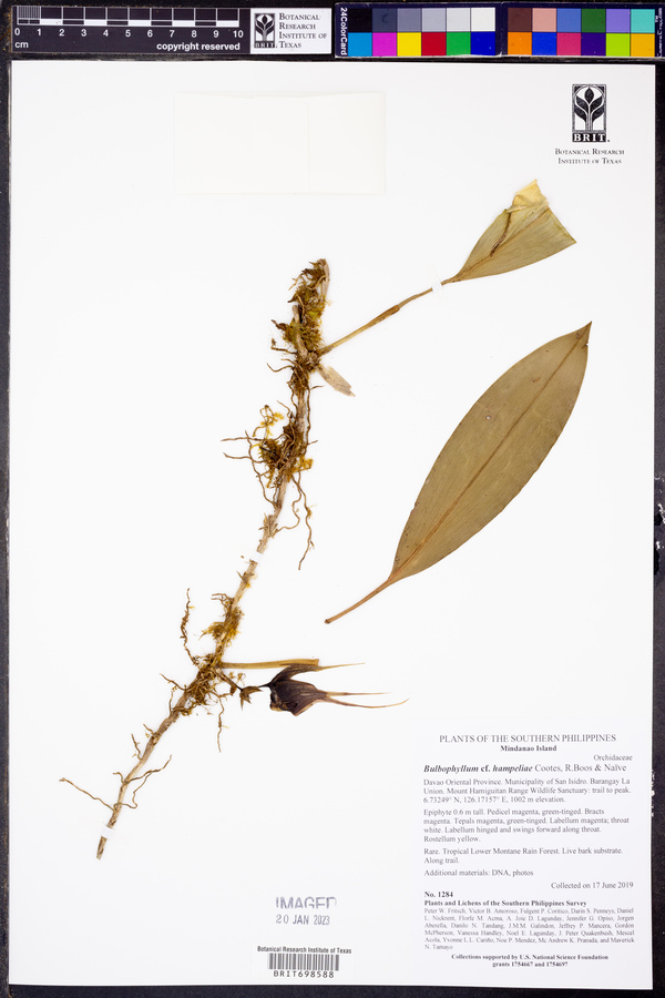 Bulbophyllum hampeliae image