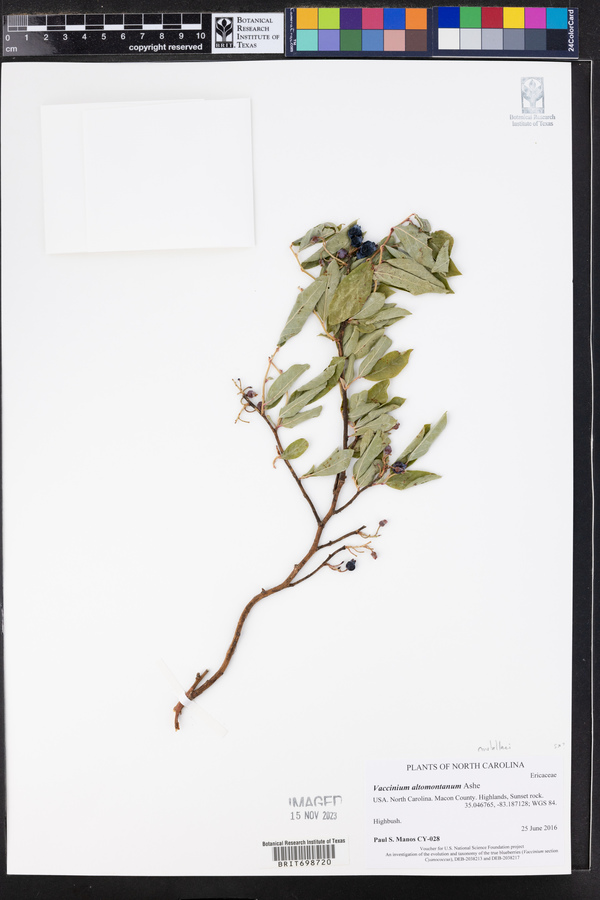 Vaccinium altomontanum image