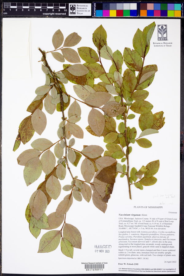 Vaccinium ashei image