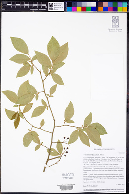 Vaccinium fuscatum image