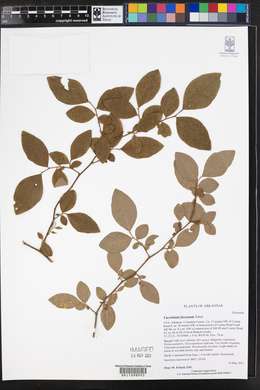 Vaccinium fuscatum image