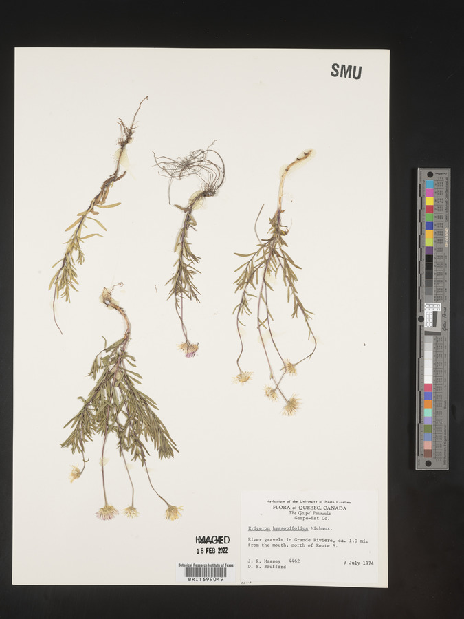 Erigeron hyssopifolius image
