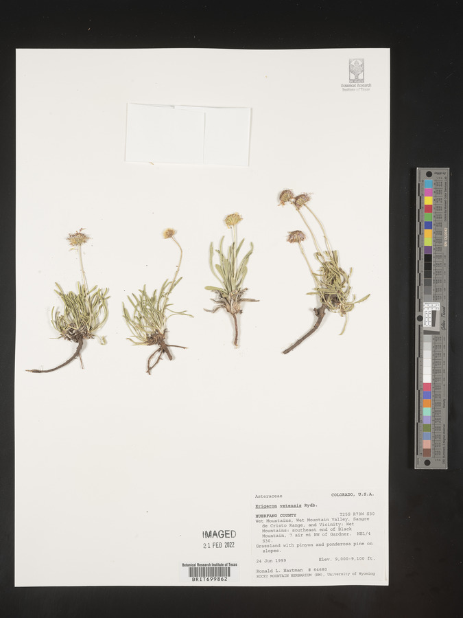 Erigeron vetensis image