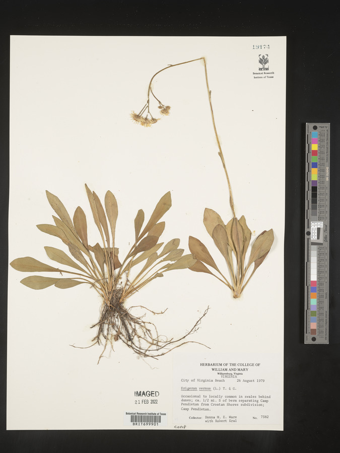Erigeron vernus image