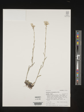 Antennaria microphylla image