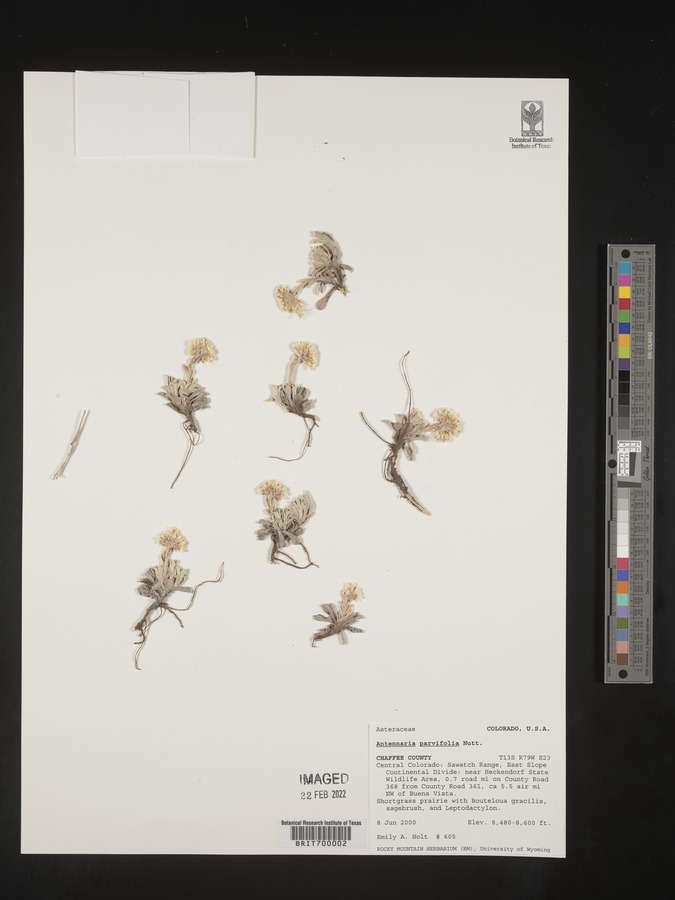 Antennaria parviflora image