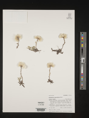 Antennaria parvifolia image