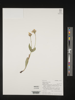 Arnica mollis image